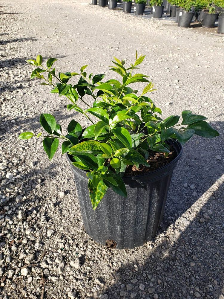 jasminum-volubile-jasminum-simplicifolium-wax-jasmine
