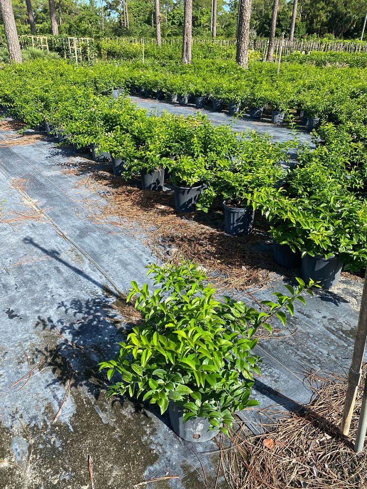 jasminum-volubile-jasminum-simplicifolium-wax-jasmine