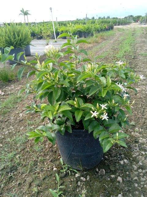 jasminum-volubile-jasminum-simplicifolium-wax-jasmine