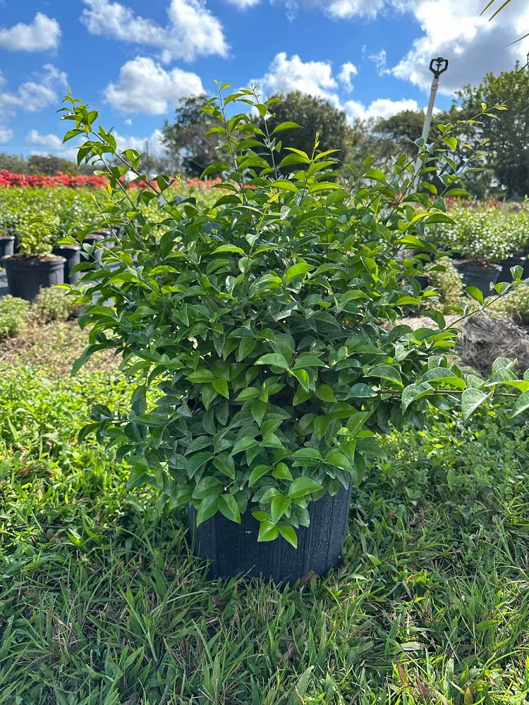 jasminum-volubile-jasminum-simplicifolium-wax-jasmine