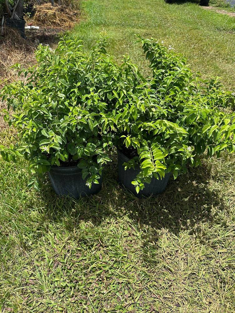 jasminum-volubile-jasminum-simplicifolium-wax-jasmine