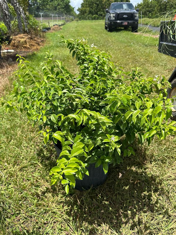 jasminum-volubile-jasminum-simplicifolium-wax-jasmine