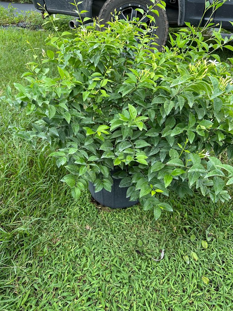 jasminum-volubile-jasminum-simplicifolium-wax-jasmine