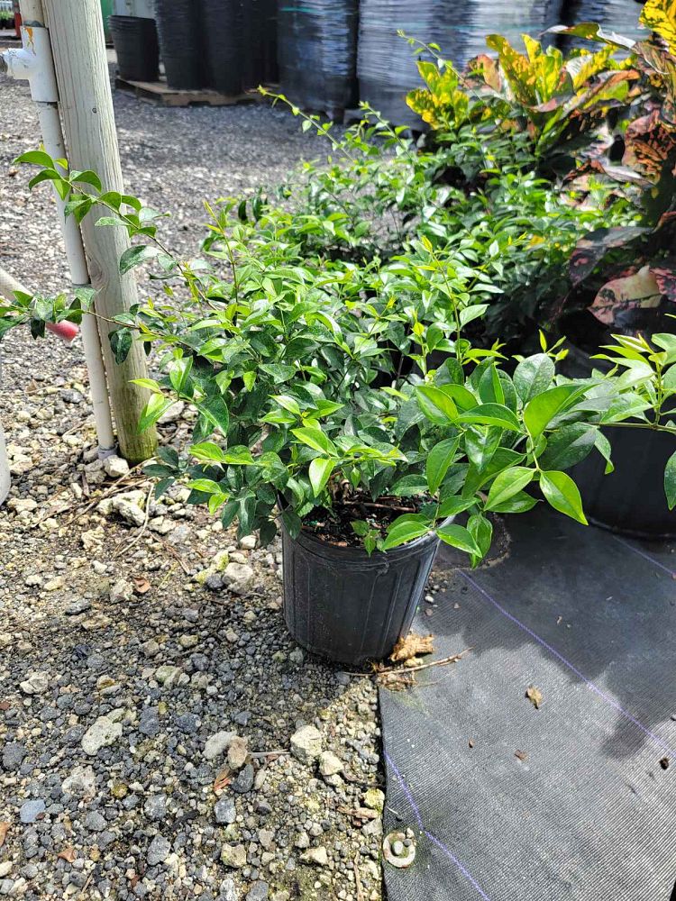 jasminum-volubile-jasminum-simplicifolium-wax-jasmine