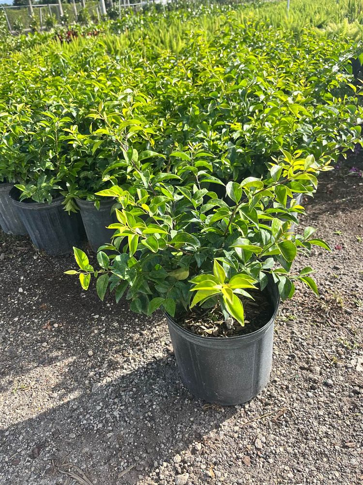 jasminum-volubile-jasminum-simplicifolium-wax-jasmine