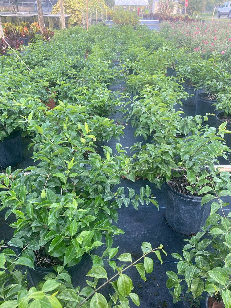 jasminum-volubile-jasminum-simplicifolium-wax-jasmine