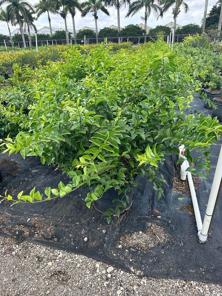 jasminum-volubile-jasminum-simplicifolium-wax-jasmine