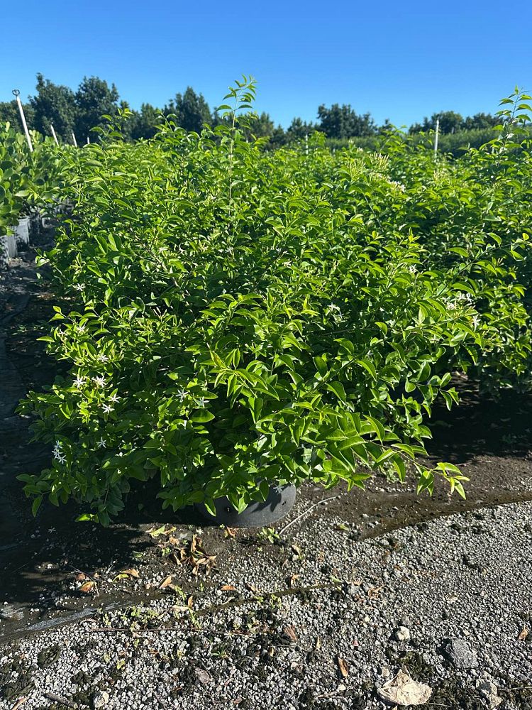 jasminum-volubile-jasminum-simplicifolium-wax-jasmine