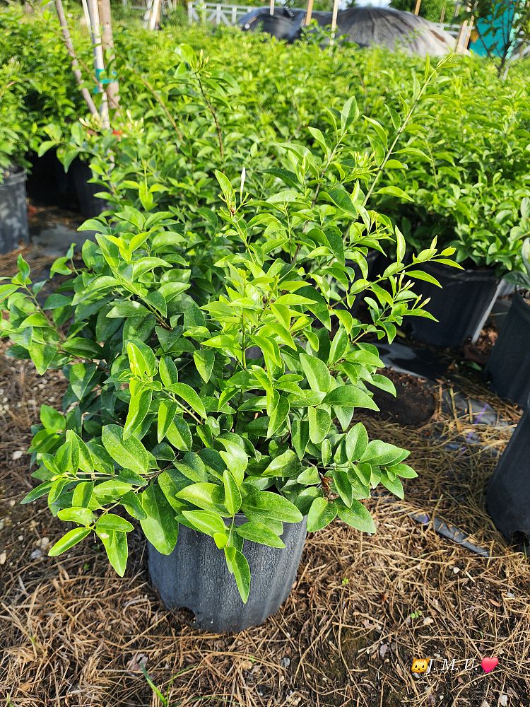 jasminum-volubile-jasminum-simplicifolium-wax-jasmine