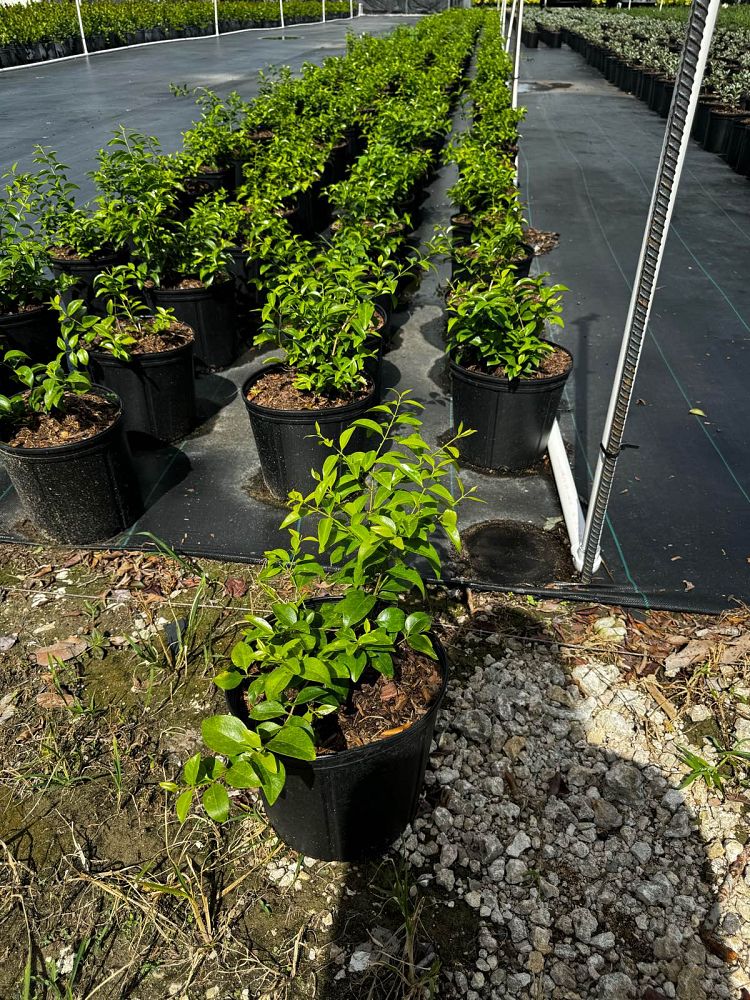 jasminum-volubile-jasminum-simplicifolium-wax-jasmine