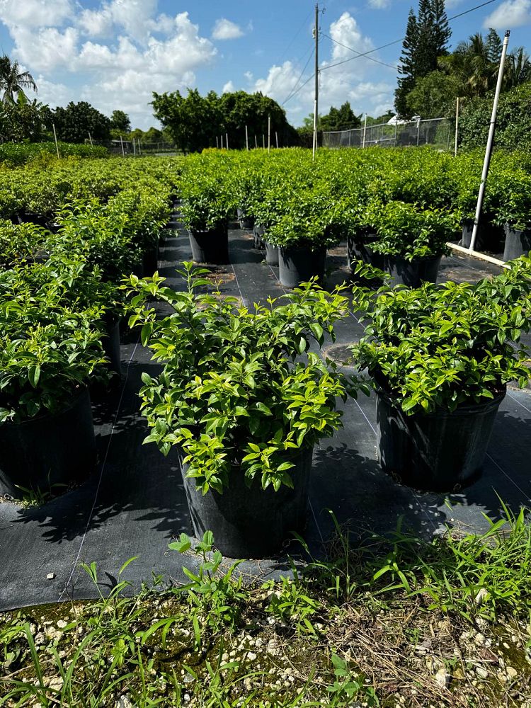 jasminum-volubile-jasminum-simplicifolium-wax-jasmine