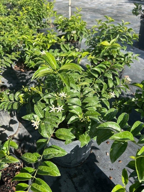 jasminum-volubile-jasminum-simplicifolium-wax-jasmine