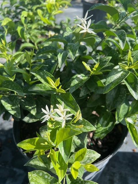 jasminum-volubile-jasminum-simplicifolium-wax-jasmine
