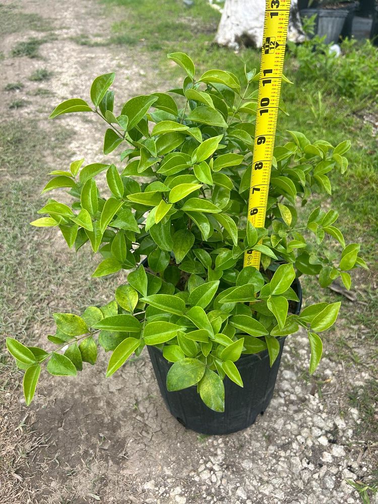 jasminum-volubile-jasminum-simplicifolium-wax-jasmine