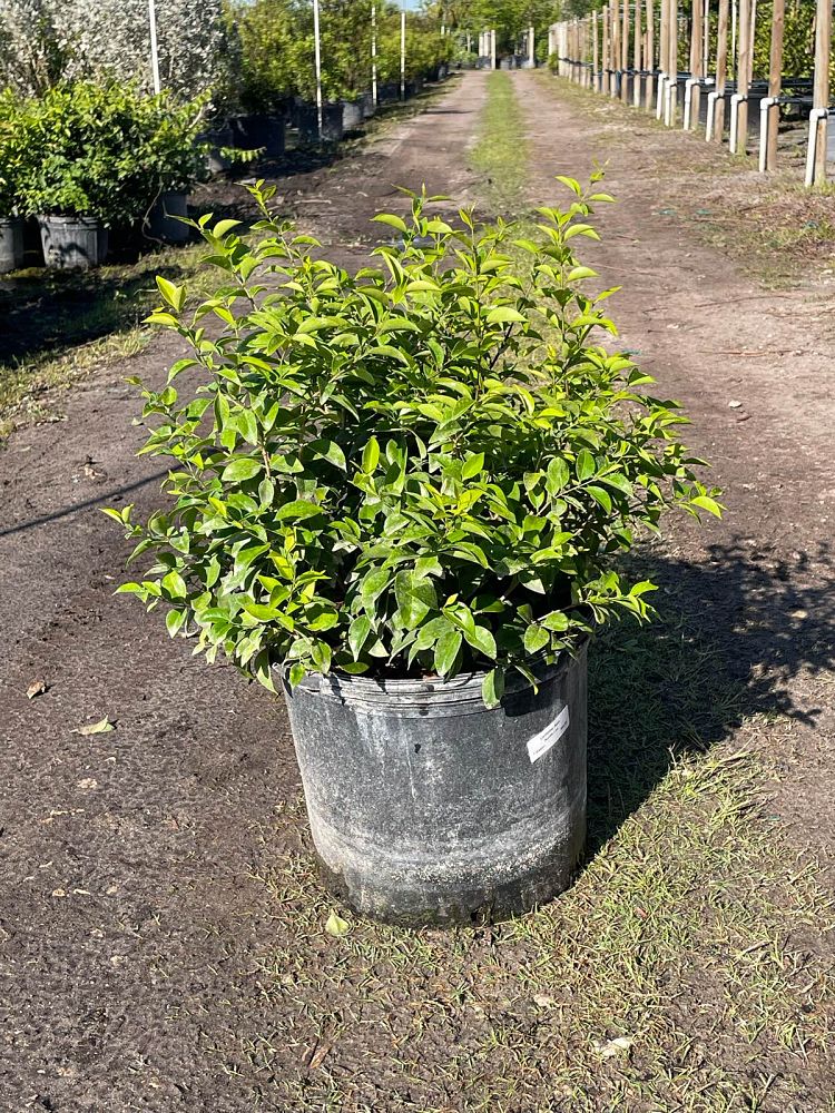 jasminum-volubile-jasminum-simplicifolium-wax-jasmine