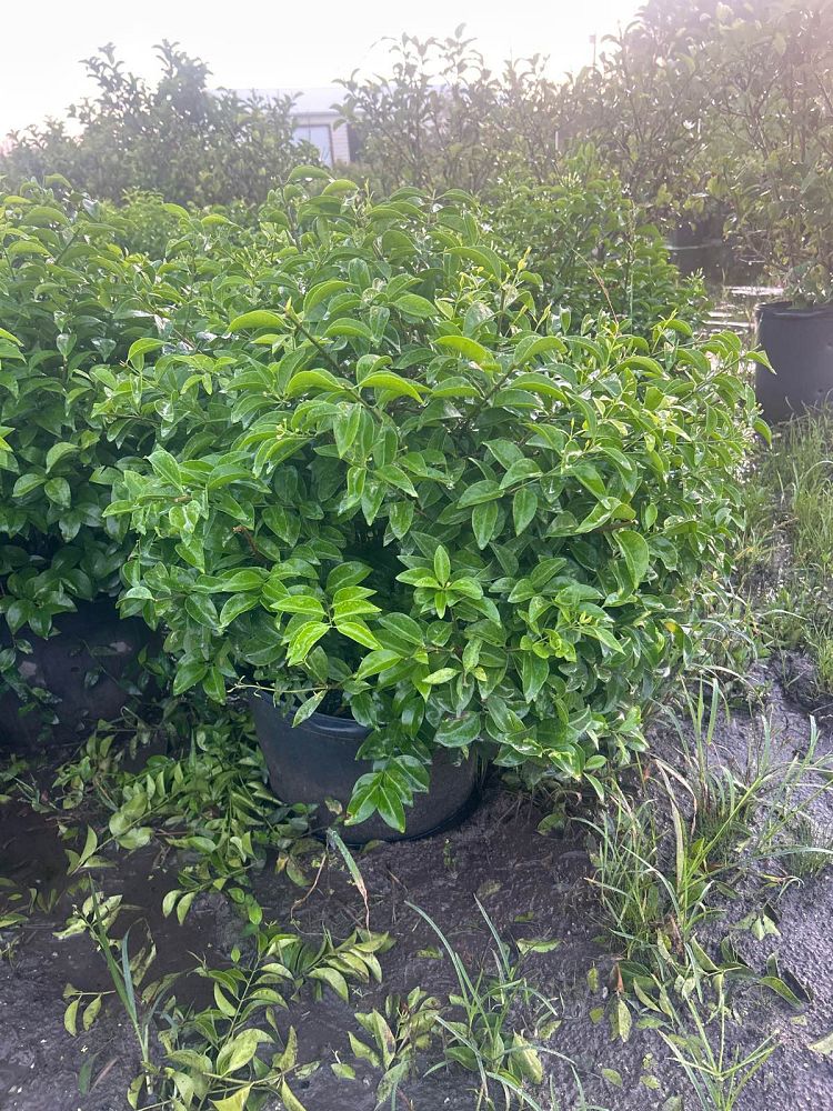 jasminum-volubile-jasminum-simplicifolium-wax-jasmine