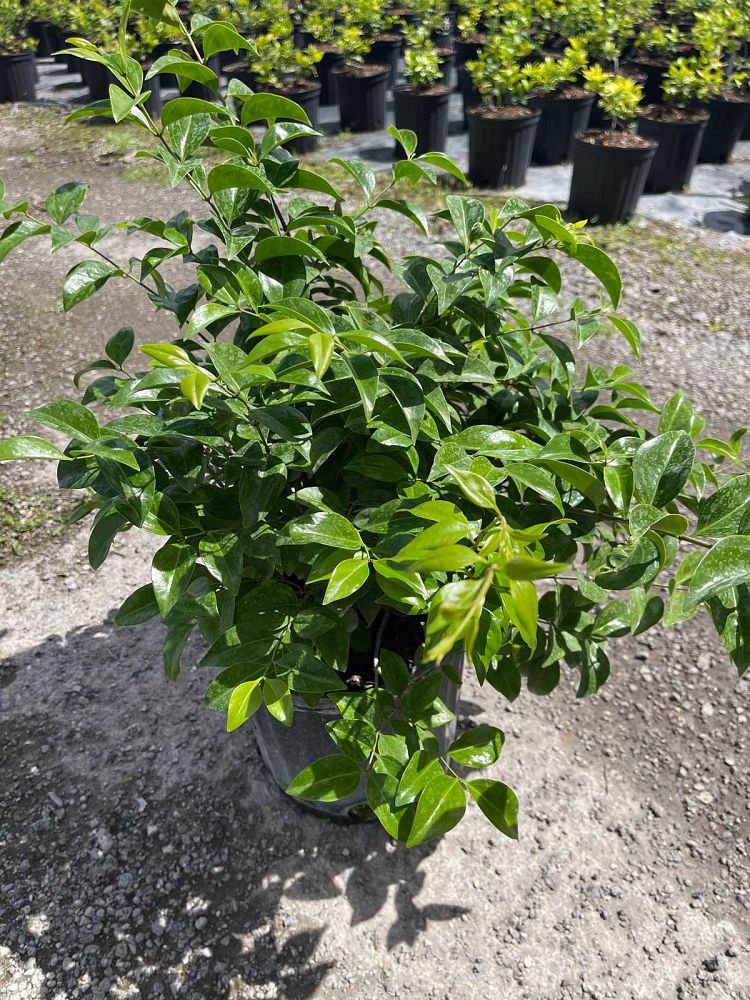 jasminum-volubile-jasminum-simplicifolium-wax-jasmine