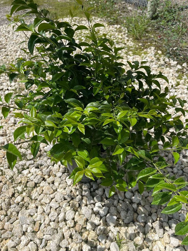 jasminum-volubile-jasminum-simplicifolium-wax-jasmine