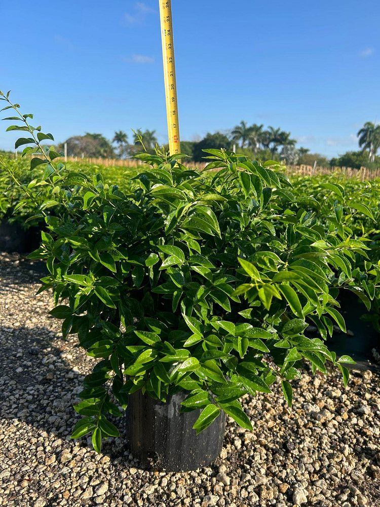 jasminum-volubile-jasminum-simplicifolium-wax-jasmine
