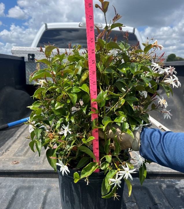 jasminum-volubile-jasminum-simplicifolium-wax-jasmine