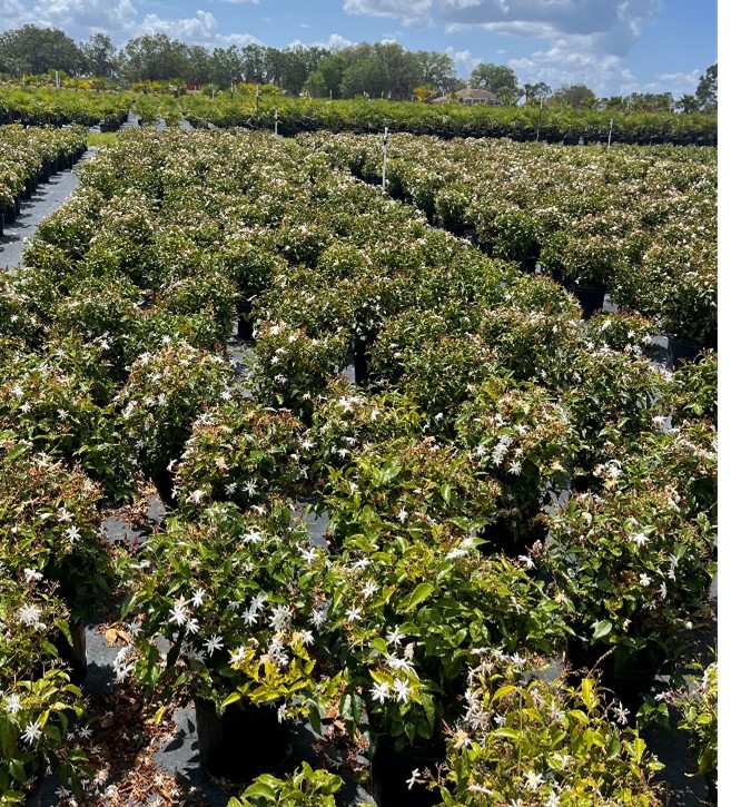 jasminum-volubile-jasminum-simplicifolium-wax-jasmine