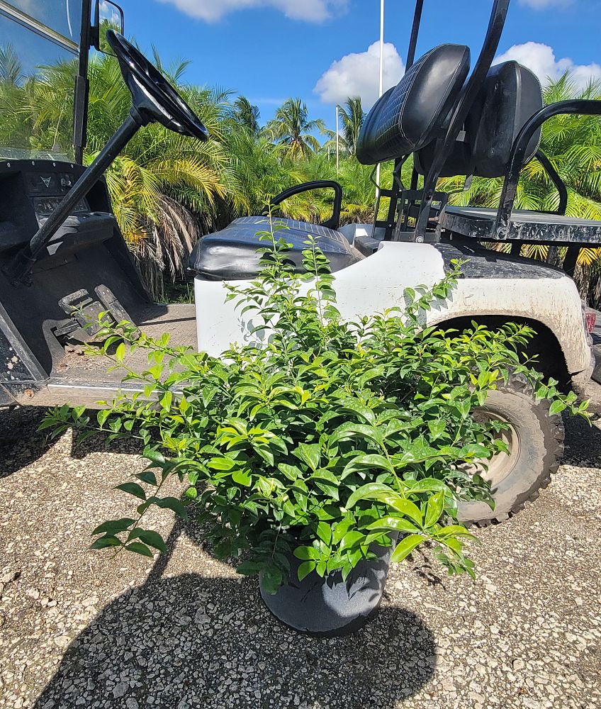 jasminum-volubile-jasminum-simplicifolium-wax-jasmine