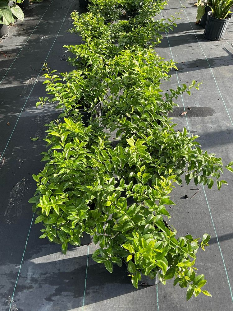 jasminum-volubile-jasminum-simplicifolium-wax-jasmine