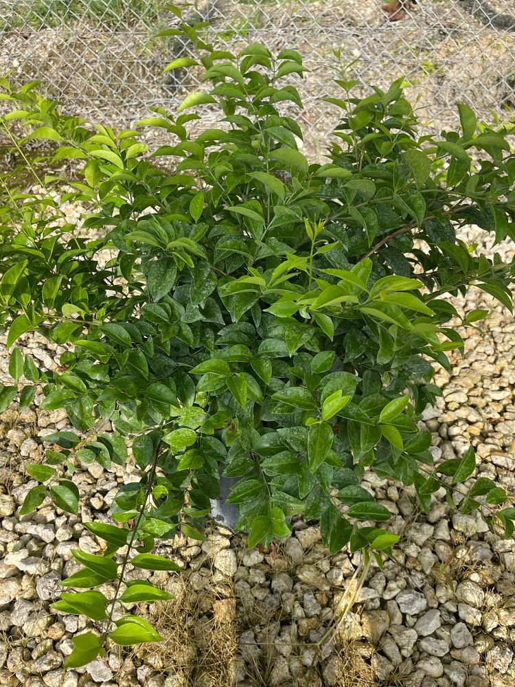 jasminum-volubile-jasminum-simplicifolium-wax-jasmine
