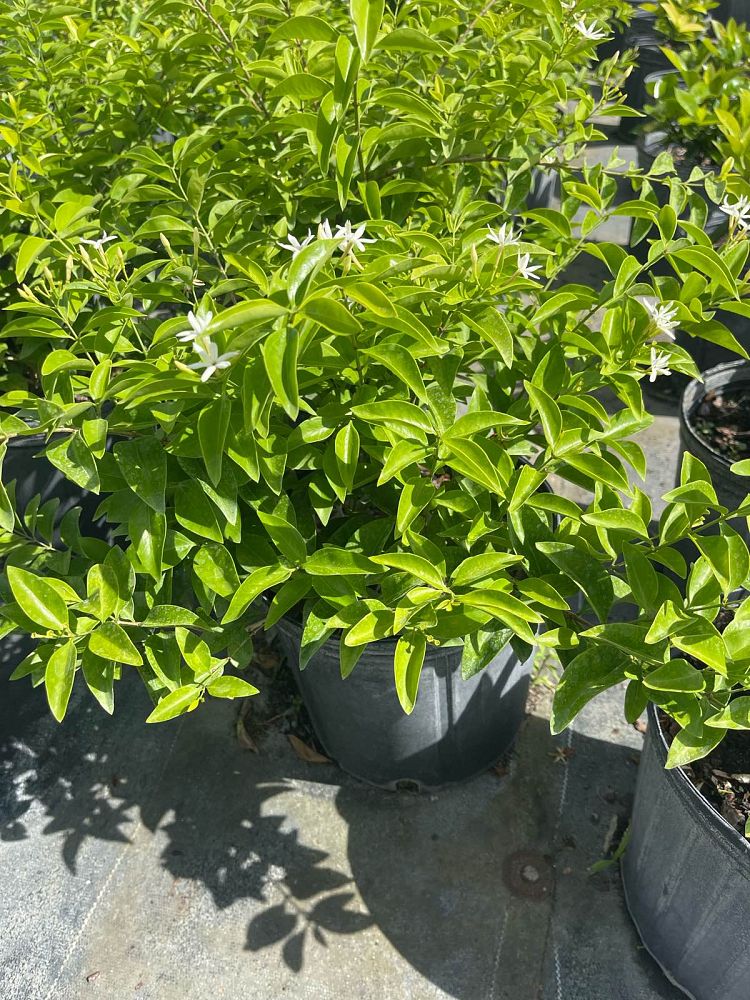 jasminum-volubile-jasminum-simplicifolium-wax-jasmine