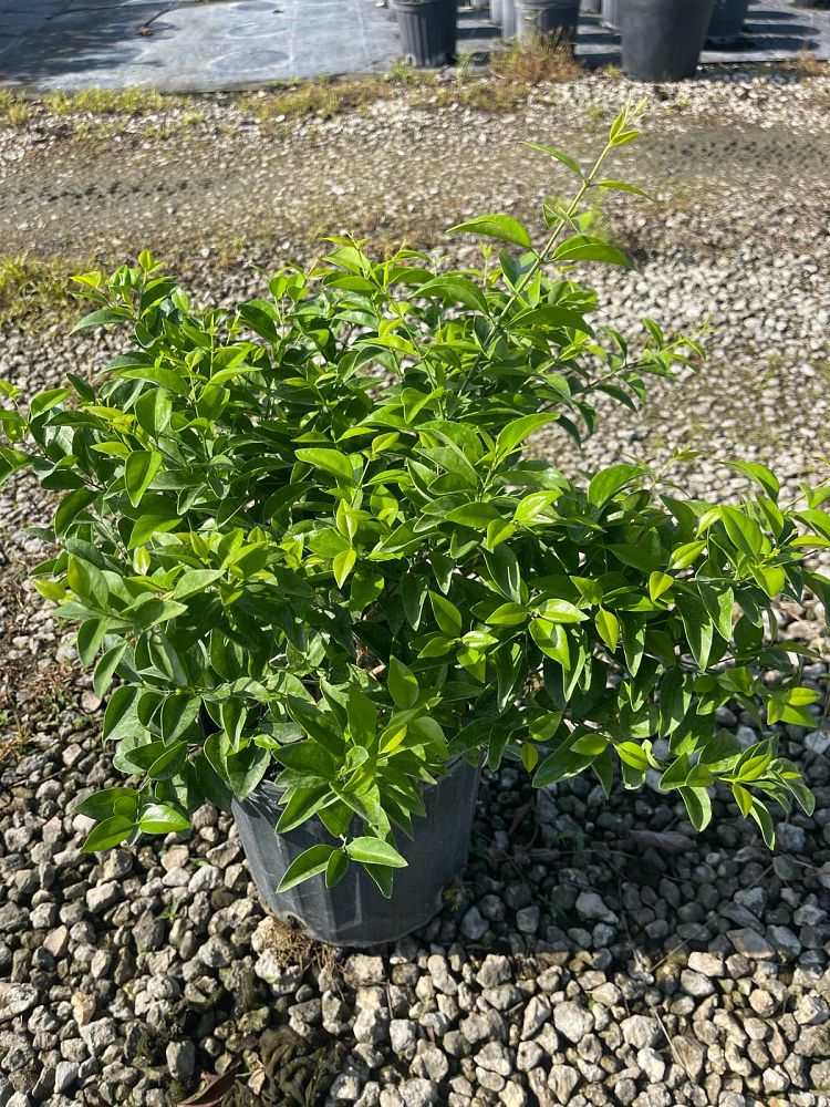 jasminum-volubile-jasminum-simplicifolium-wax-jasmine