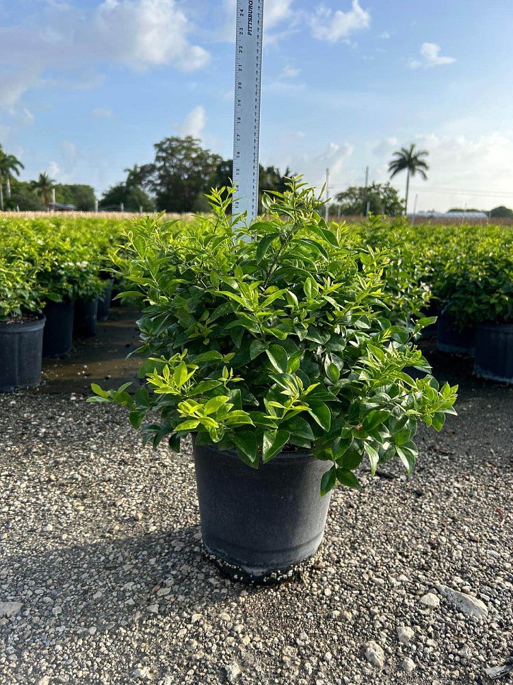 jasminum-volubile-jasminum-simplicifolium-wax-jasmine