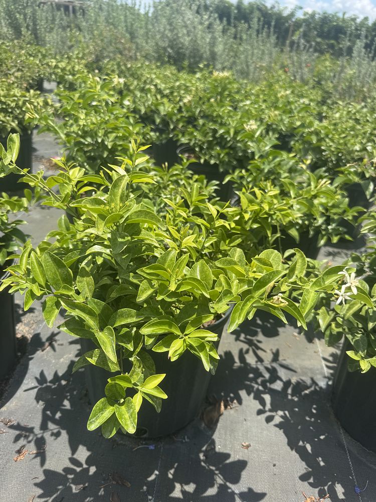 jasminum-volubile-jasminum-simplicifolium-wax-jasmine