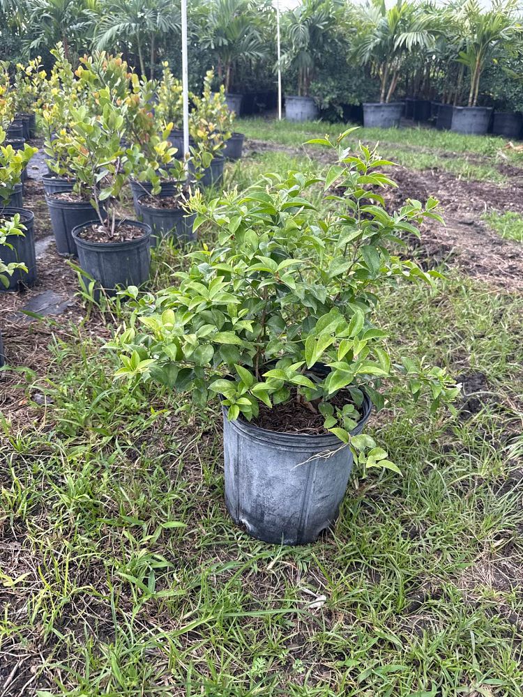 jasminum-volubile-jasminum-simplicifolium-wax-jasmine