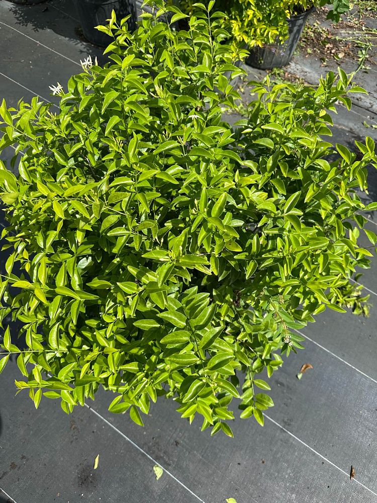 jasminum-volubile-jasminum-simplicifolium-wax-jasmine