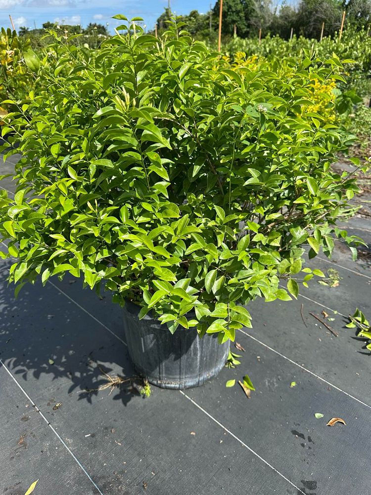 jasminum-volubile-jasminum-simplicifolium-wax-jasmine
