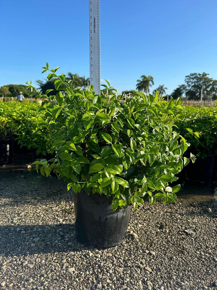 jasminum-volubile-jasminum-simplicifolium-wax-jasmine