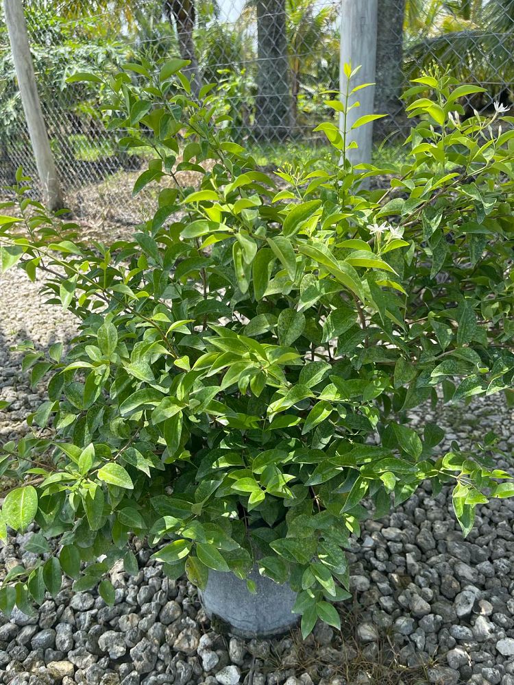 jasminum-volubile-jasminum-simplicifolium-wax-jasmine