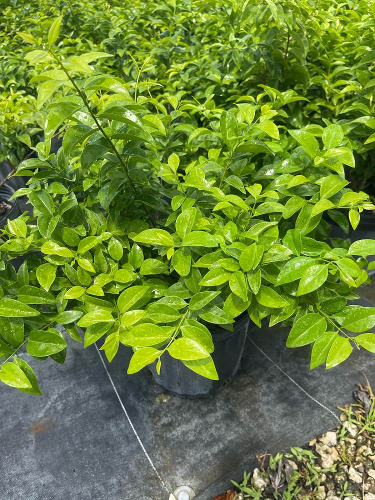 jasminum-volubile-jasminum-simplicifolium-wax-jasmine