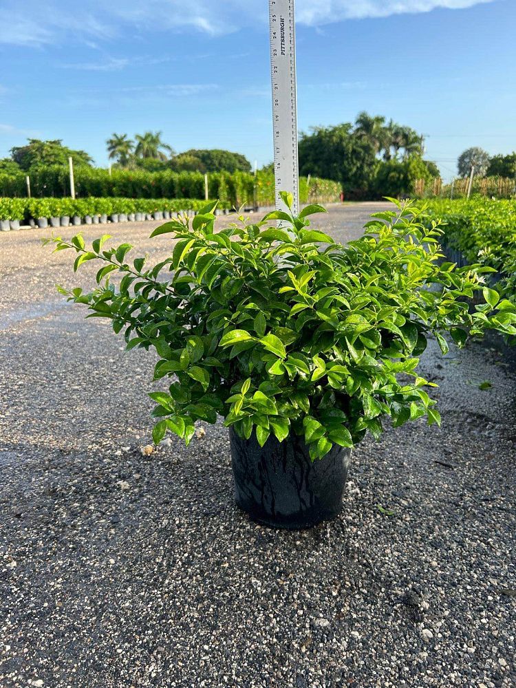 jasminum-volubile-jasminum-simplicifolium-wax-jasmine