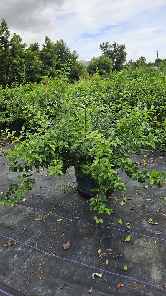 jasminum-volubile-jasminum-simplicifolium-wax-jasmine