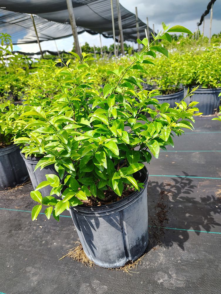 jasminum-volubile-jasminum-simplicifolium-wax-jasmine