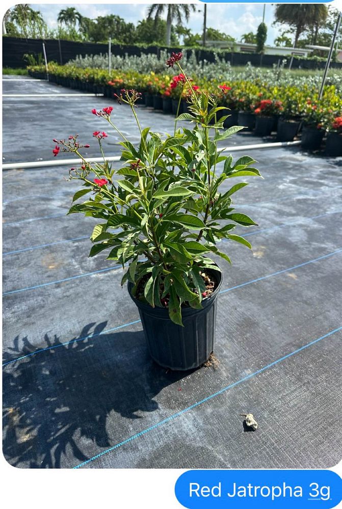 jatropha-aconitifolia