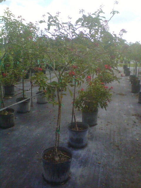 jatropha-berlandieri-baseball-plant