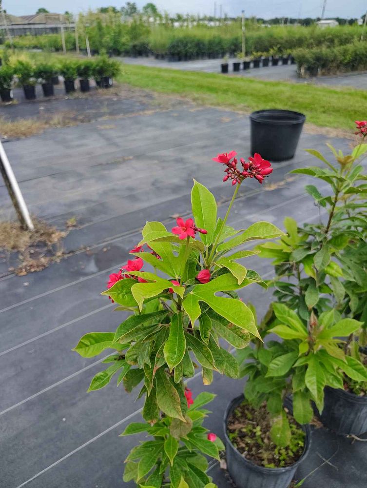 jatropha-capensis