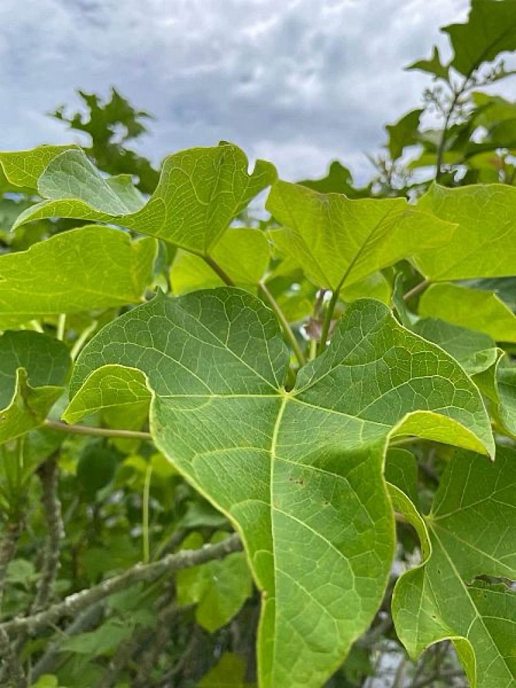 jatropha-curcas-barbados-nut-purging-nut-physic-nut