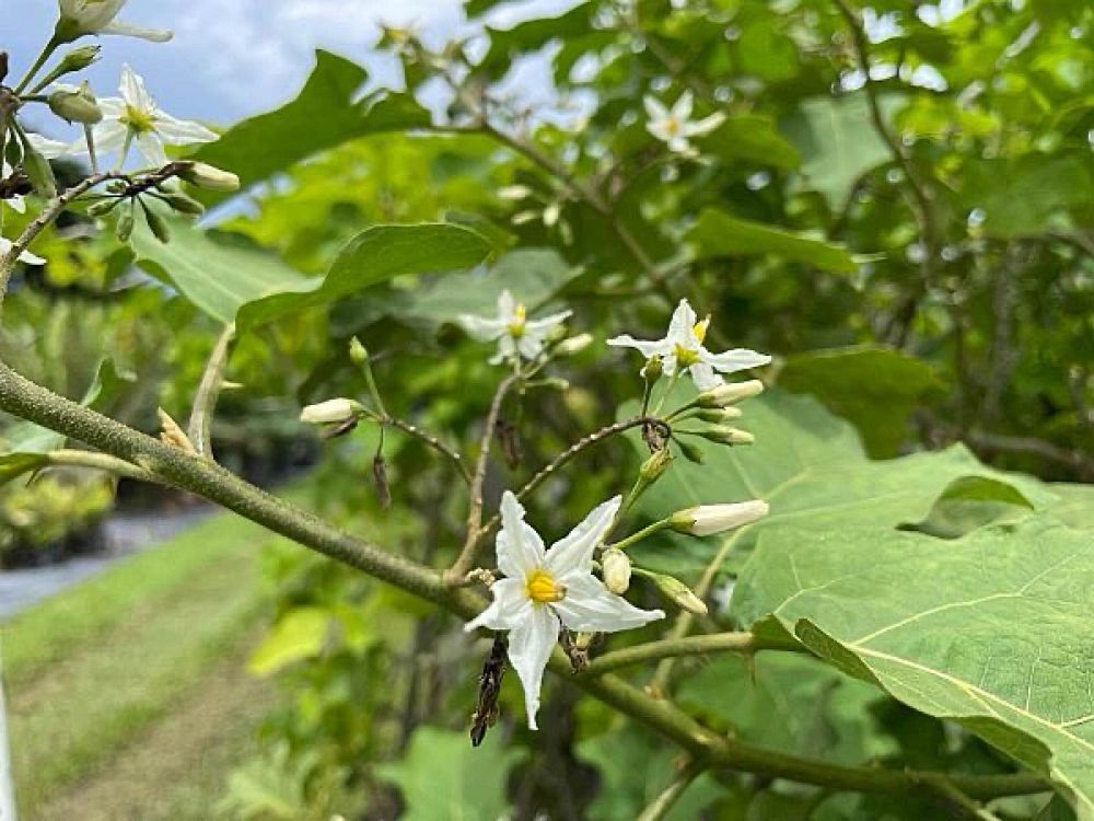 jatropha-curcas-barbados-nut-purging-nut-physic-nut