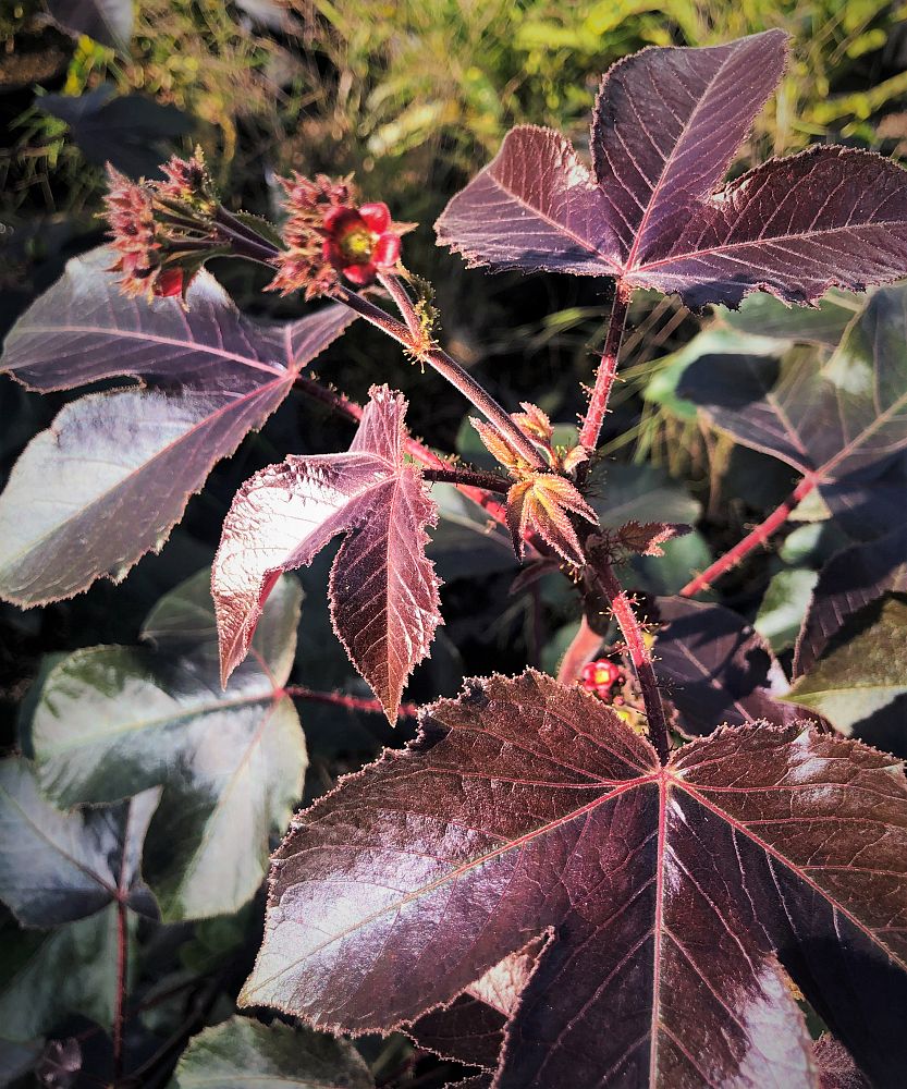 jatropha-gossypiifolia-bellyache-bush
