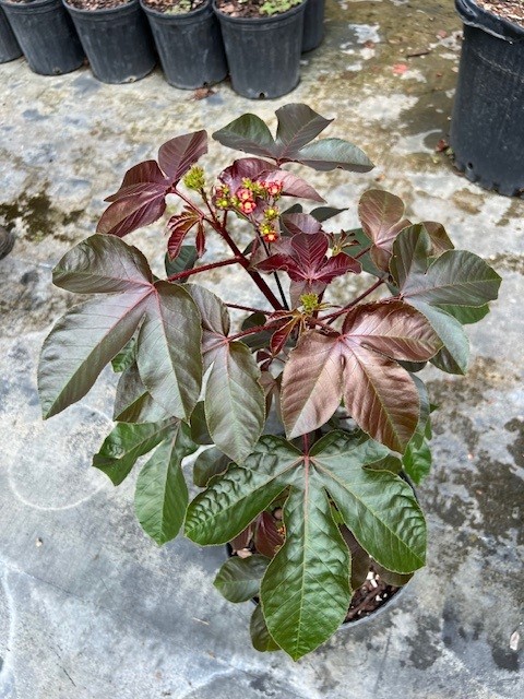 jatropha-gossypiifolia-bellyache-bush