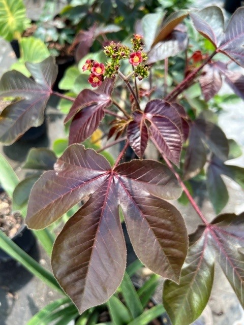jatropha-gossypiifolia-bellyache-bush