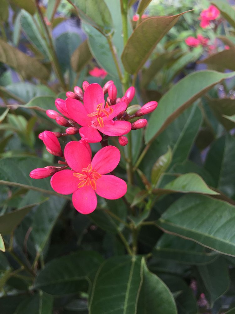 jatropha-hastata-watermelon-peregrina